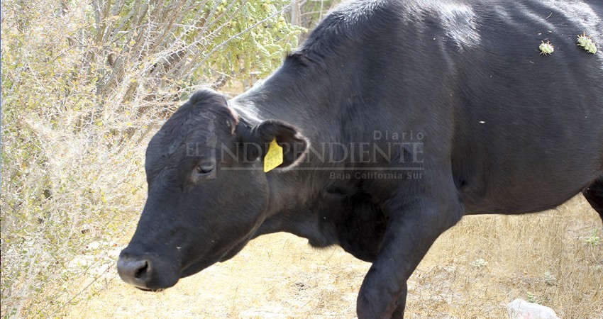 Controlados los casos de rabia en ganado de BCS: SEPADA