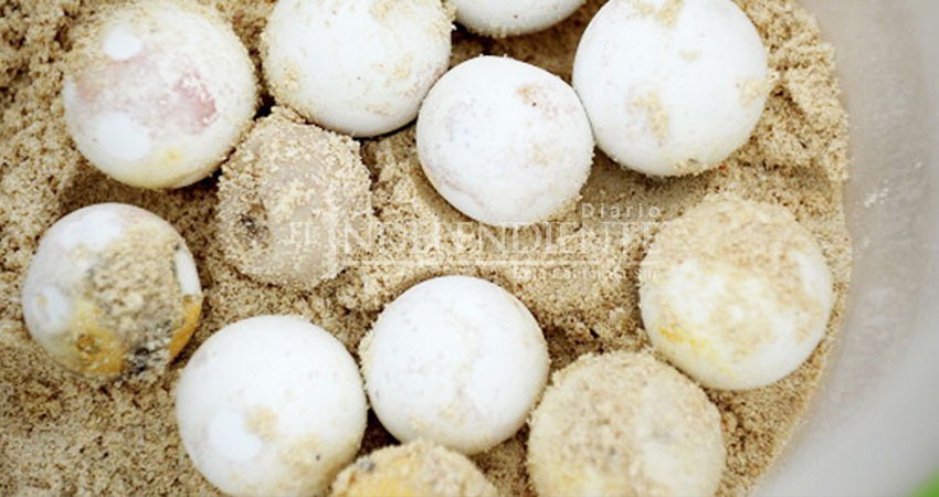 Sentencian a un hombre por posesión de huevos de tortuga en Cabo San Lucas