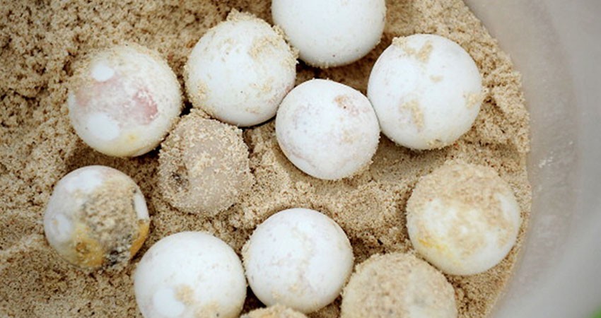 Sentencian a un hombre por posesión de huevos de tortuga en Cabo San Lucas