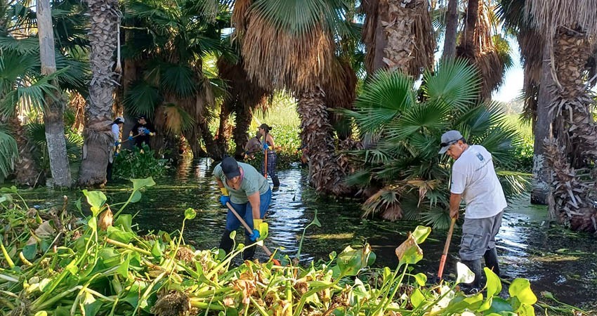 Dirección de Ecología Los Cabos lleva a cabo acciones para erradicar la planta invasora del estero josefino