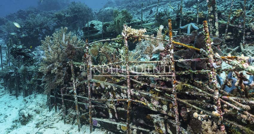 Autoridades deben considerar a investigadores marinos y ambientalistas en proyecto de arrecifes artificiales
