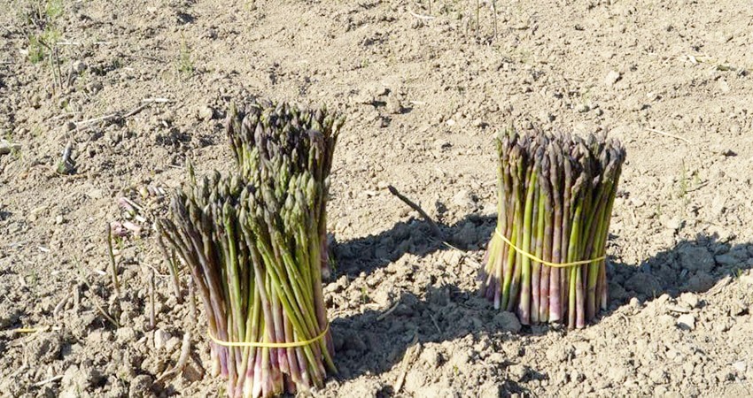 Mantiene Baja California Sur segundo lugar de producción de espárrago