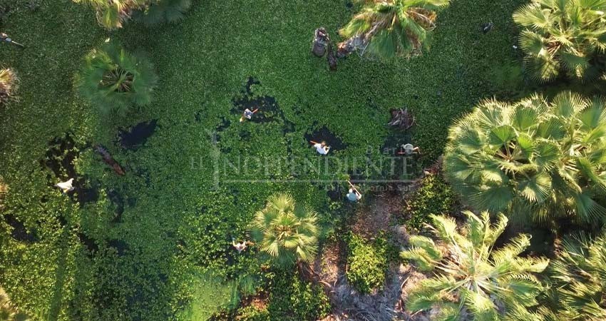 En duda el futuro del Estero de San José del Cabo por presencia de Lirio Acuático