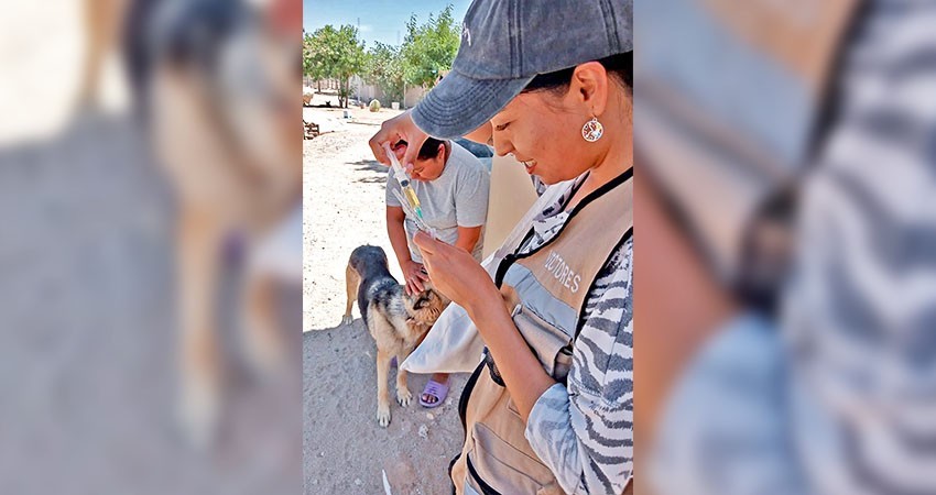 Más de 800 viviendas de vizcaíno ha atendido gobierno estatal en operativo contra Rickettsia