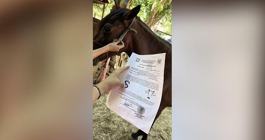 Resguardan a yegua sobreviviente de descuidos en San José del Cabo
