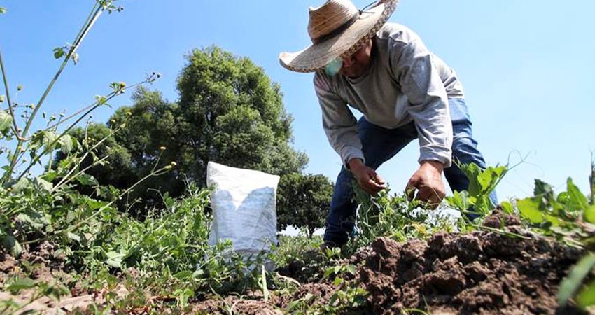 Campesinos en México se hacen viejos... y no hay relevo