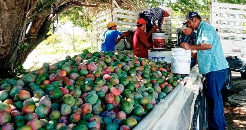 Dona CEPROVEG, 8.7 toneladas de mango al SEDIF y comunidades de El Carrizal y La Trinidad