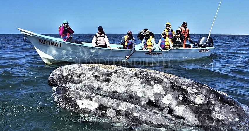 BCS, la entidad con mayor tasa de participación en la actividad económica