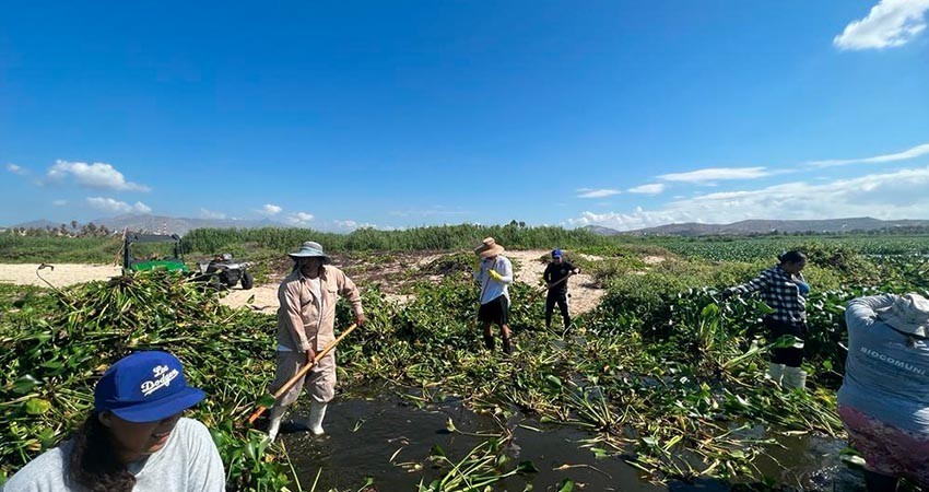 En lo que va del año se han retirado 400 toneladas de lirio acuático del Estero de SJC