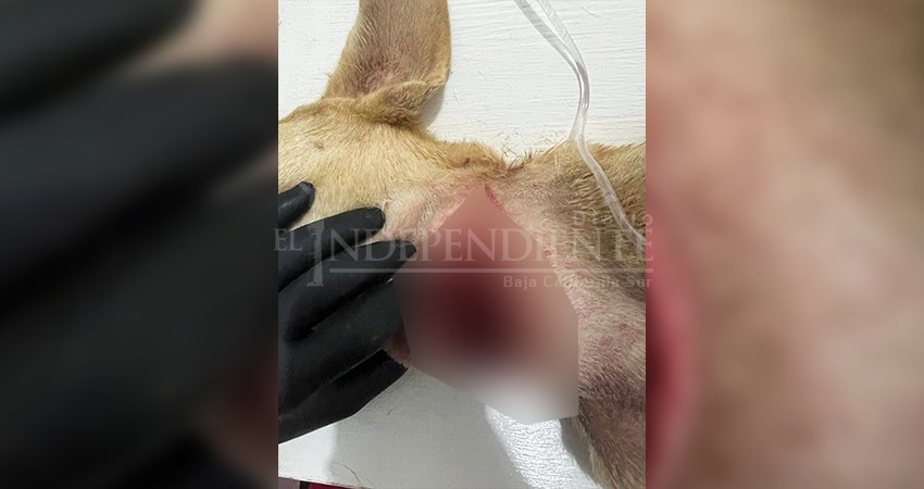 Denuncian brutal maltrato animal, en San José del Cabo