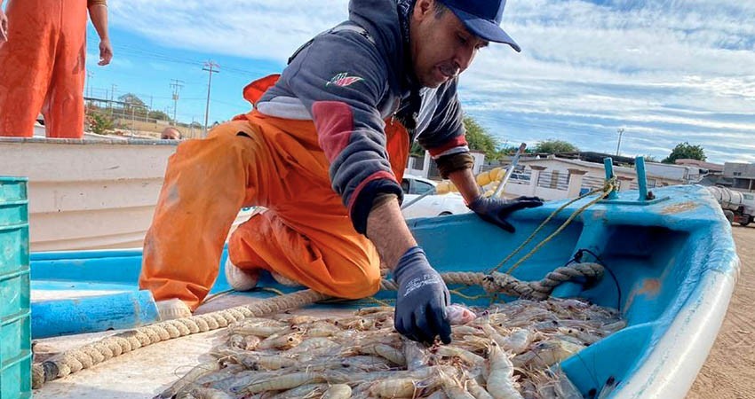 Camarón para todos… levantan veda en cinco estados del Pacífico mexicano