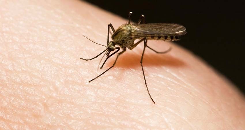 Alertan de complicaciones por dengue en embarazadas, personas con comorbilidades y niños