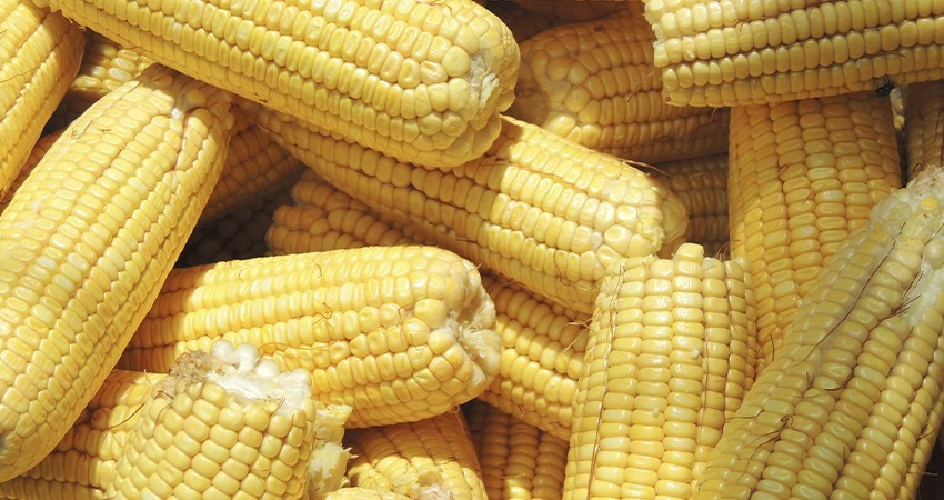 Celebrará México el Día del Maíz