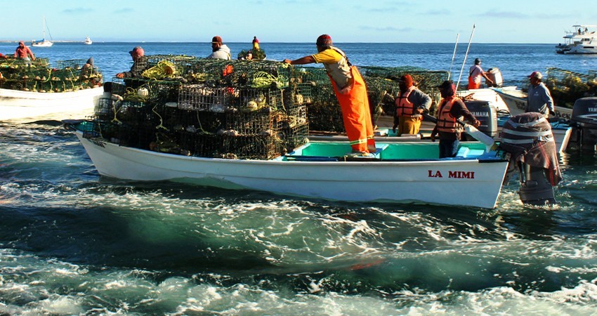 Aperturan temporada de langosta en región I