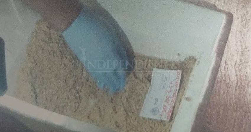 Sentencian a un hombre por posesión de huevos de tortuga; serán nueve meses en prisión