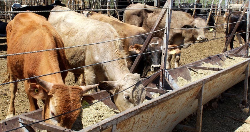 Abren mercado sonorense al ganado sudcaliforniano