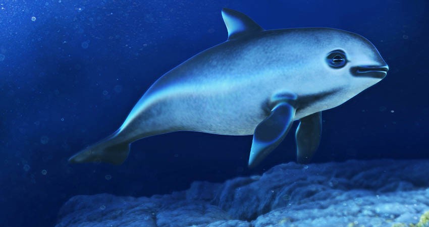 México analiza modificar polígonos de protección de vaquita marina para uso de redes      6