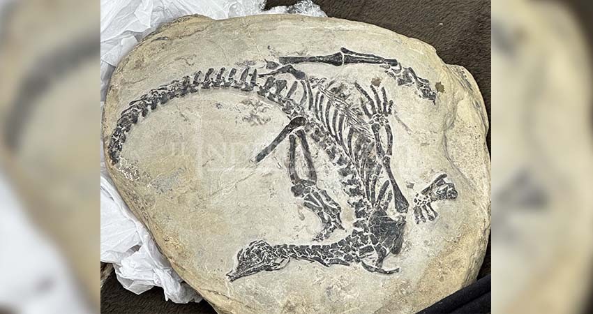 Investigan a dos personas, por transportar fósiles en Baja California Sur