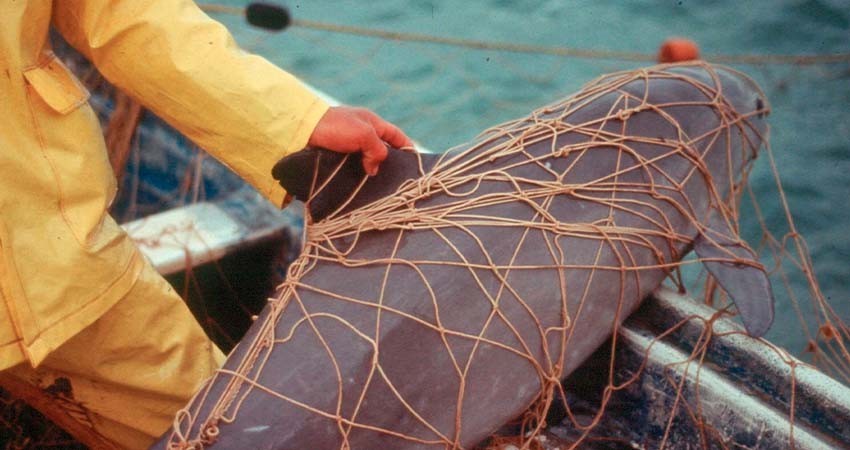 Aunque nunca se fueron, redes de enmalle volverían a ser legales en hábitat de vaquita marina