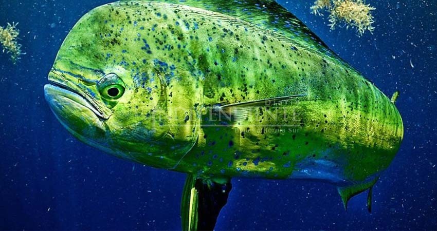 En contra de la liberación a la pesca comercial del dorado, se pronuncia Leggs Castro