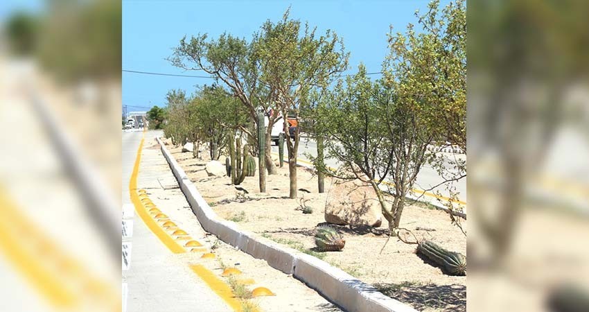 Concluyen trabajos de reforestación en el camellón en carretera hacia el aeropuerto