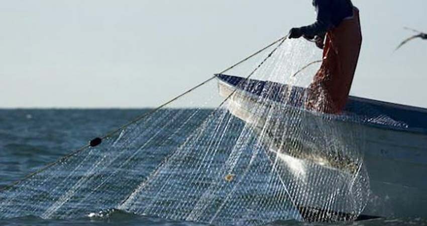 Piden a EE.UU. sanciones comerciales para México por pesca ilegal de tortugas