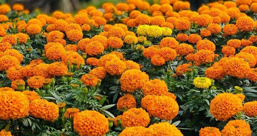 Estiman aumento de producción a 2,448 hectáreas de flor de cempasúchil en México