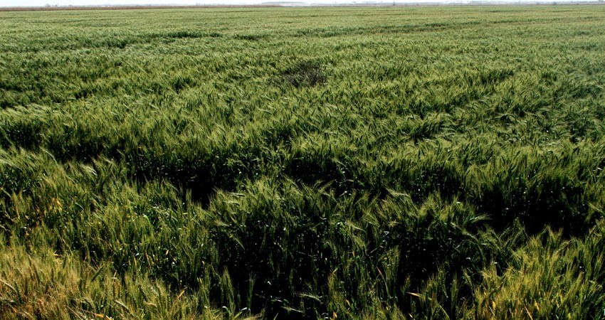 Inicia ciclo productivo del trigo 2023-2024