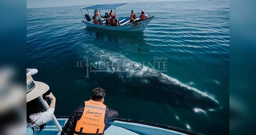 Se prepara Puerto Chale para la temporada de avistamiento de la Ballena Gris 2024