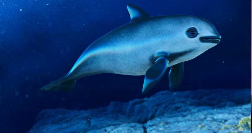 Comunidad internacional ordena nueva visita de observación a México por vaquita marina