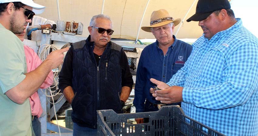 Produce Mulegé, 50 mil de las 147 mil toneladas de pesquería de BCS