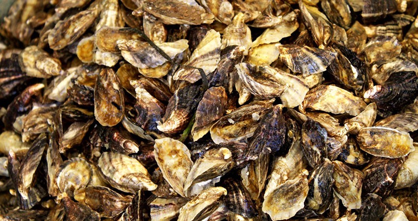 Cuenta BCS con seis laboratorios certificados para producción de semilla de Ostión Japonés