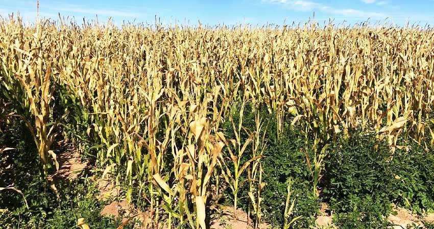 Emite SEPADA recomendaciones a productores agrícolas por temporada de invierno