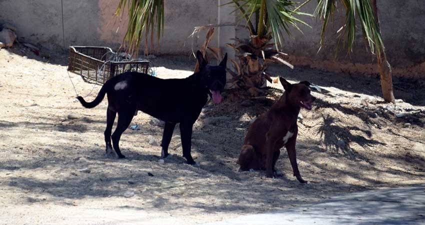 "¡No son basura!"; denuncia Servicios Públicos animales vivos en botes de basura