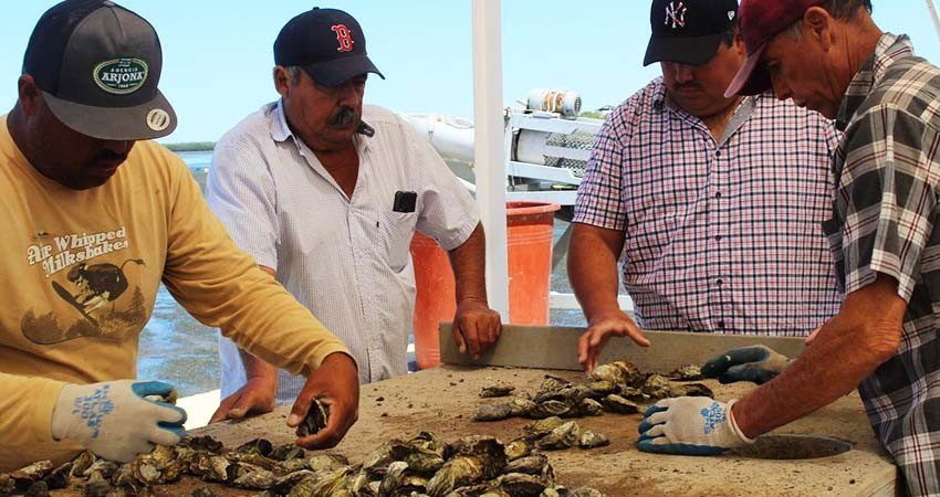 Gobierno de BCS apoyó con más de 13 MDP a acuicultores en 2023