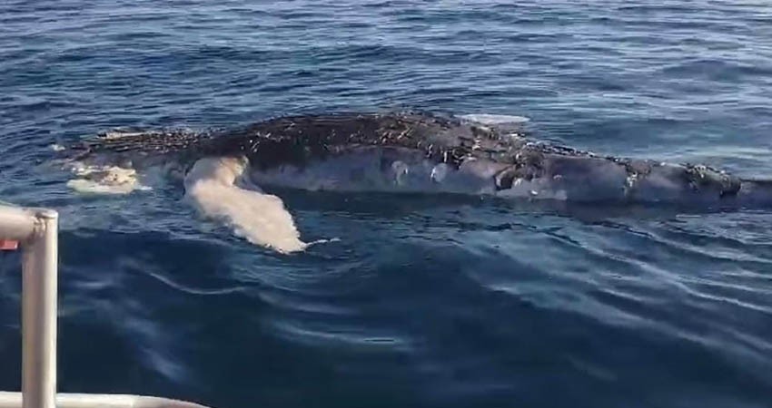 Localizan un ballenato muerto en playa de Los Cabos