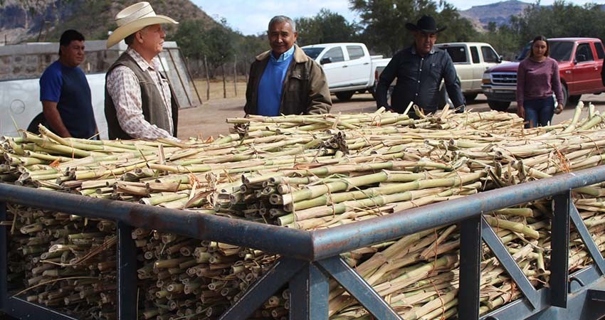 Distribuye Sepada 30 toneladas de semilla de zacate cuba para alimentar ganado
