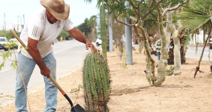 Avanza en 80% la reforestación de los camellones en el bulevar Constituyentes