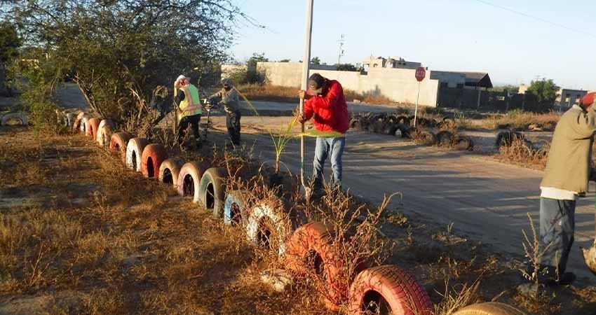 Participa SEPADA en programa de reforestación para La Paz