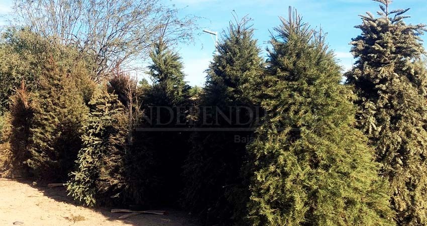 Continúa la recepción de arbolitos de navidad en el Eco Parque