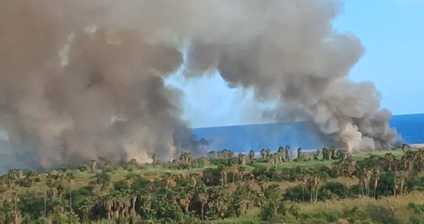 Se incendian palmares colindantes al Estero de San José del Cabo
