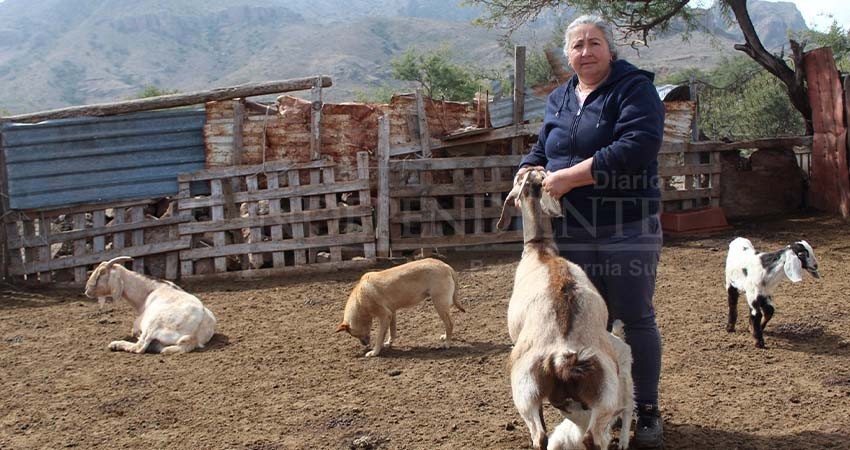 Gobierno impulsará economía de productores a través de festival del cabrito en San Francisco de la Sierra