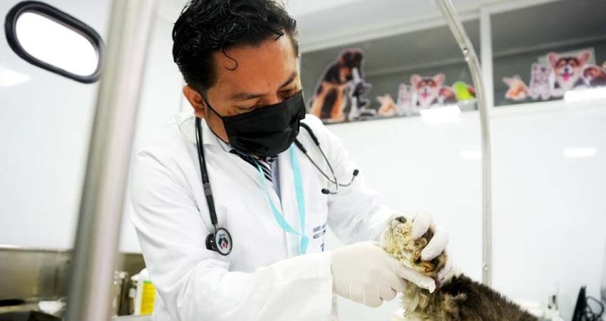 Creación de veterinarias gratuitas en todo el país ya es ley