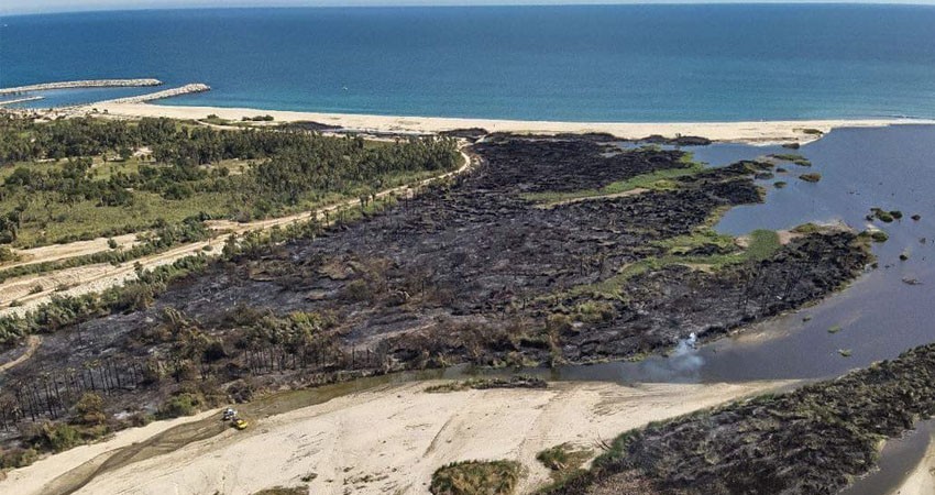 Vegetación dañada en el Estero Josefino se recuperará de forma natural: Ecología