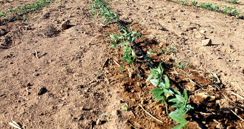 Sepada promueve el cuidado del agua en el uso agrícola