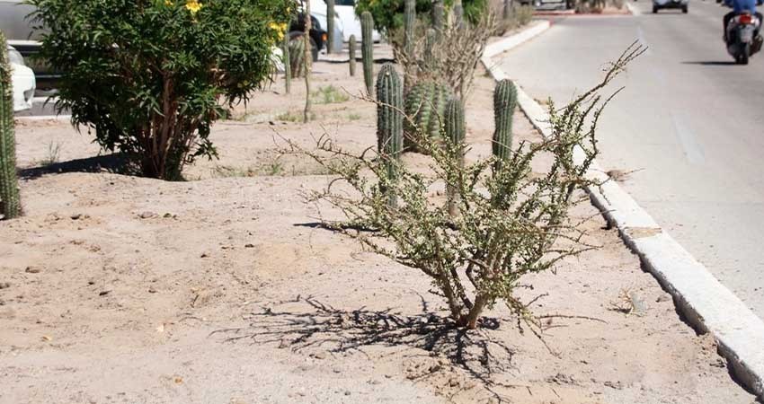 Reforesta Servicios Públicos el bulevar Olachea con más de 300 ejemplares