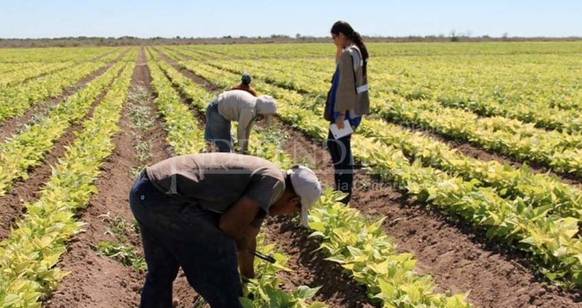STDS realiza inspecciones en ranchos agrícolas de BCS para garantizar normativas laborales
