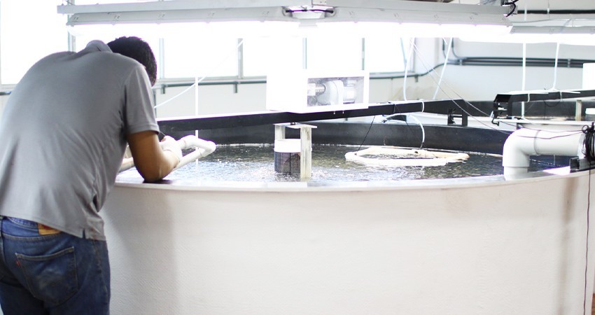 El uso de plantas y compuestos vegetales en la acuicultura