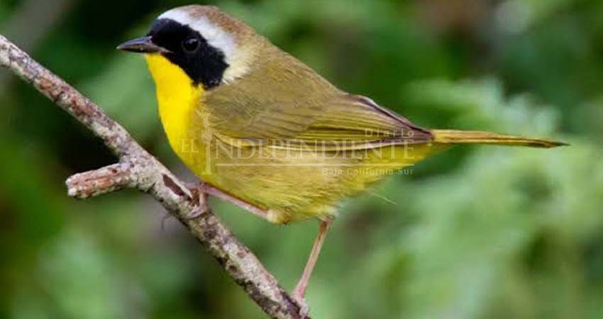 Mascarita peninsular, víctima de los incendios en el Estero de San José del Cabo