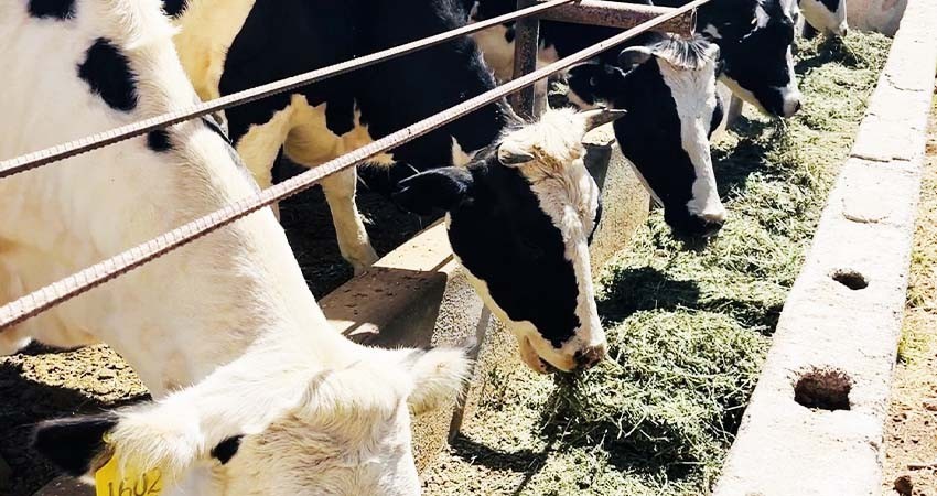 Gobierno de BCS y ganaderos trabajan en la conservación de sanidad animal